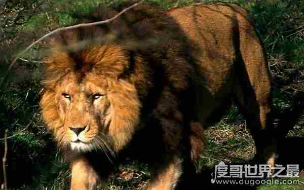 吉尼斯纪录最大的狮子 纪录可能将被破（体长3米）