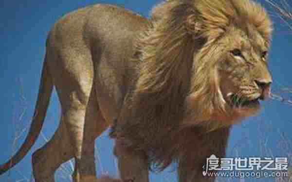 吉尼斯纪录最大的狮子 纪录可能将被破（体长3米）